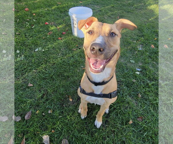 Medium Photo #2 Mutt Puppy For Sale in Fargo, ND, USA