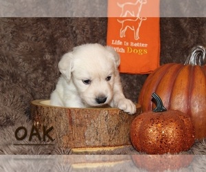Golden Retriever Puppy for sale in DECKER PR, TX, USA
