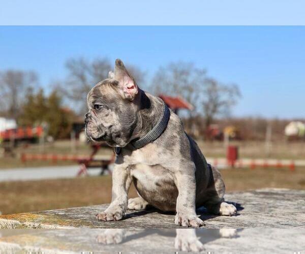 Medium Photo #4 French Bulldog Puppy For Sale in ERIAL, NJ, USA