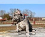 Small #3 French Bulldog