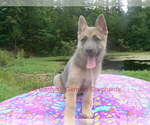 Small #10 German Shepherd Dog