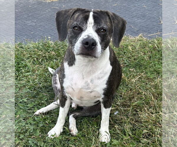 Medium Photo #3 Boglen Terrier Puppy For Sale in Batavia, OH, USA