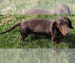 Small #4 Dachshund