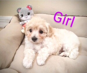 Maltipoo-Poodle (Toy) Mix Puppy for sale in PALM COAST, FL, USA