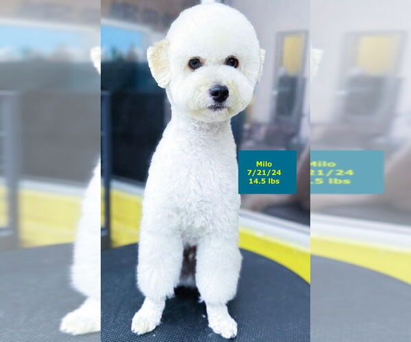 Medium Photo #3 Maltese-Unknown Mix Puppy For Sale in West Hollywood, CA, USA