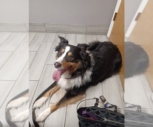 Father of the Australian Shepherd puppies born on 04/04/2025