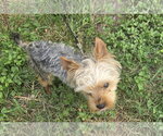 Teddy - Male Mutt Dog for Adoption - Small photo