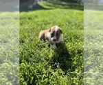 Puppy 1 Collie