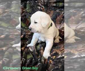 Labrador Retriever Puppy for sale in CUSTER, WI, USA