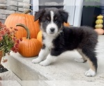 Small #7 Australian Shepherd