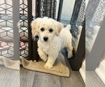 Small #2 Poodle (Miniature)