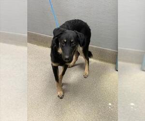 Australian Kelpie-Unknown Mix Dogs for adoption in Las Vegas, NV, USA