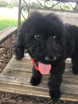 Medium Photo #1 Goldendoodle Puppy For Sale in EASLEY, SC, USA