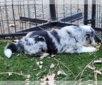 Small Photo #6 Australian Shepherd Puppy For Sale in PIONEER, CA, USA