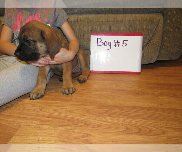 Medium Photo #19 Mastiff Puppy For Sale in FARMERVILLE, LA, USA
