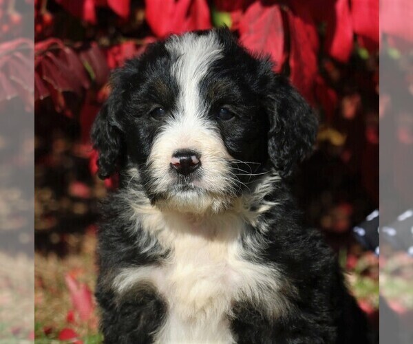 Medium Photo #4 Bernedoodle Puppy For Sale in MYERSTOWN, PA, USA