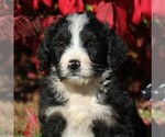 Small Photo #4 Bernedoodle Puppy For Sale in MYERSTOWN, PA, USA