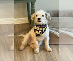 Small #3 Poodle (Miniature) Mix