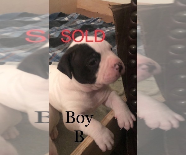 Medium Photo #11 American Bulldog Puppy For Sale in OXNARD, CA, USA