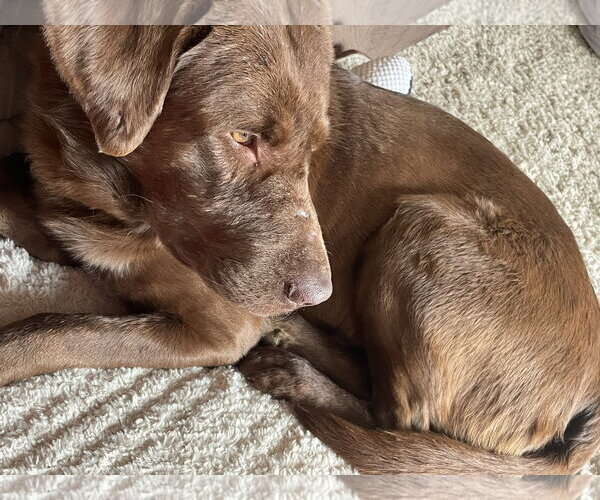 Medium Photo #3 Labrador Retriever Puppy For Sale in Omaha, NE, USA