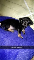 Cheeks Puppy for sale in ATLANTA, GA, USA