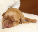 Small Photo #6 Labrador Retriever Puppy For Sale in HYDE PARK, VT, USA