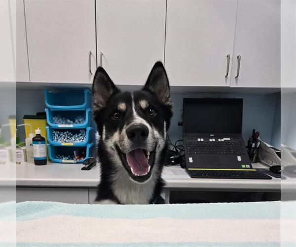 Medium Photo #1 Gerberian Shepsky Puppy For Sale in London, Ontario, Canada
