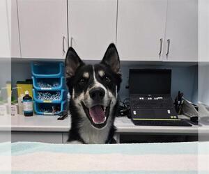 Gerberian Shepsky Dogs for adoption in London, Ontario, Canada