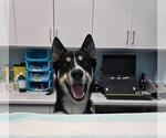 Small Gerberian Shepsky