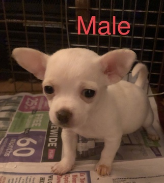 Medium Photo #1 Chihuahua Puppy For Sale in MINERAL, VA, USA