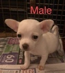 Small Photo #1 Chihuahua Puppy For Sale in MINERAL, VA, USA