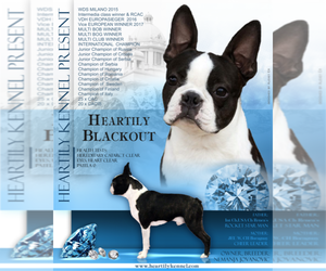 Father of the Boston Terrier puppies born on 01/01/2022