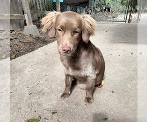 Cockapoo (Miniature) Puppy for sale in BALTIMORE, MD, USA