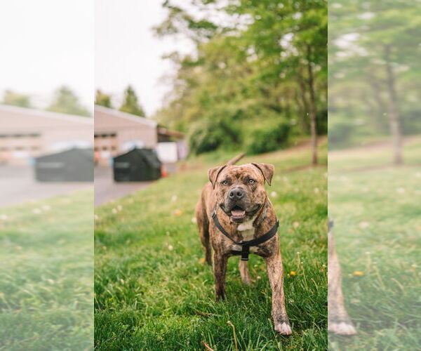 Medium Photo #3 American Staffordshire Terrier Puppy For Sale in Lawrenceville, NJ, USA