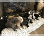 Small Photo #14 Aussiedoodle-Poodle (Standard) Mix Puppy For Sale in COMMERCE, MI, USA