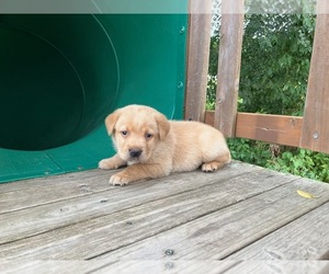 Labrador Retriever Puppy for sale in AUGUSTA, WI, USA