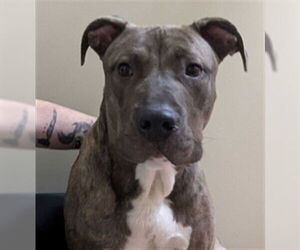 Mastiff-Unknown Mix Dogs for adoption in Ogden, UT, USA