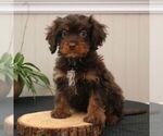 Small Photo #1 Cavapoo Puppy For Sale in LEOLA, PA, USA