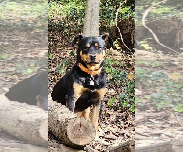 Medium Photo #47 Labrador Retriever-Unknown Mix Puppy For Sale in Brewster, NY, USA