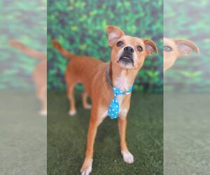 Pembroke Welsh Corgi-Unknown Mix Dogs for adoption in Phoenix, AZ, USA