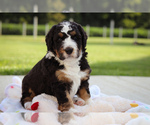 Puppy Tipsy Bernedoodle