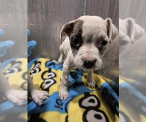 Boxer Mix Dog for Adoption in San Antonio, Texas USA