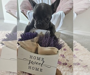 French Bulldog Puppy for sale in JACKSONVILLE, FL, USA