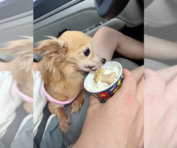 Medium Photo #2 Chihuahua-Unknown Mix Puppy For Sale in Mooresville, NC, USA