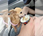 Small #1 Chihuahua Mix