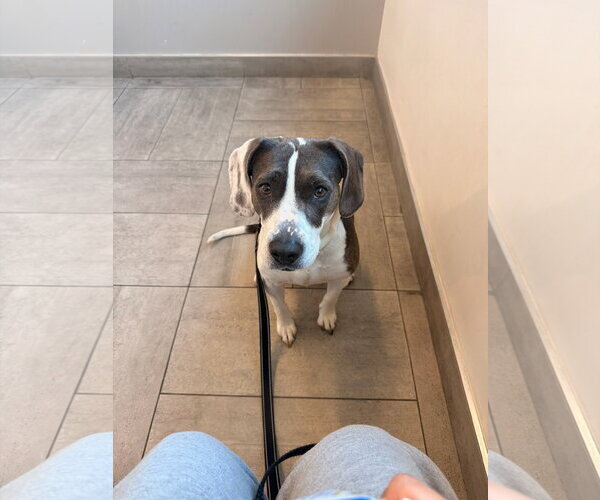 Medium Photo #5 Beagle-Unknown Mix Puppy For Sale in Westwood, NJ, USA