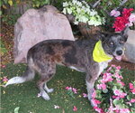MILLIE - Female Mutt Dog for Adoption - Small photo