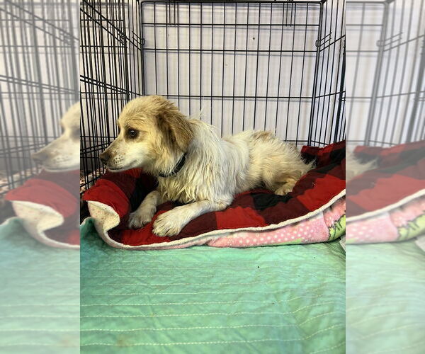 Medium Photo #4 Rat Terrier-Spaniel Mix Puppy For Sale in Gloversville, NY, USA