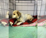 Small #3 Rat Terrier-Spaniel Mix