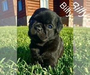 Pug Puppy for sale in AFTON, WY, USA